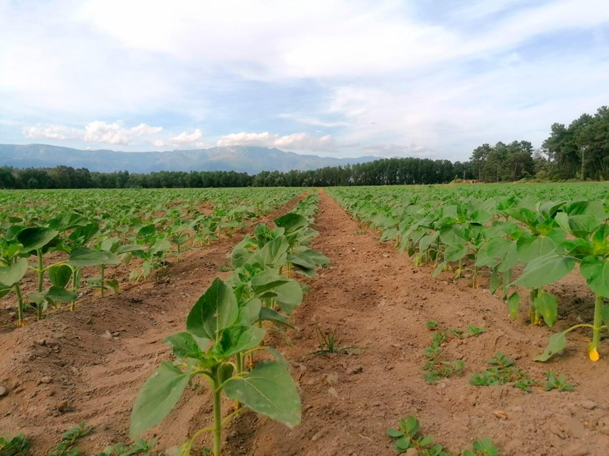 Campo de girasoles